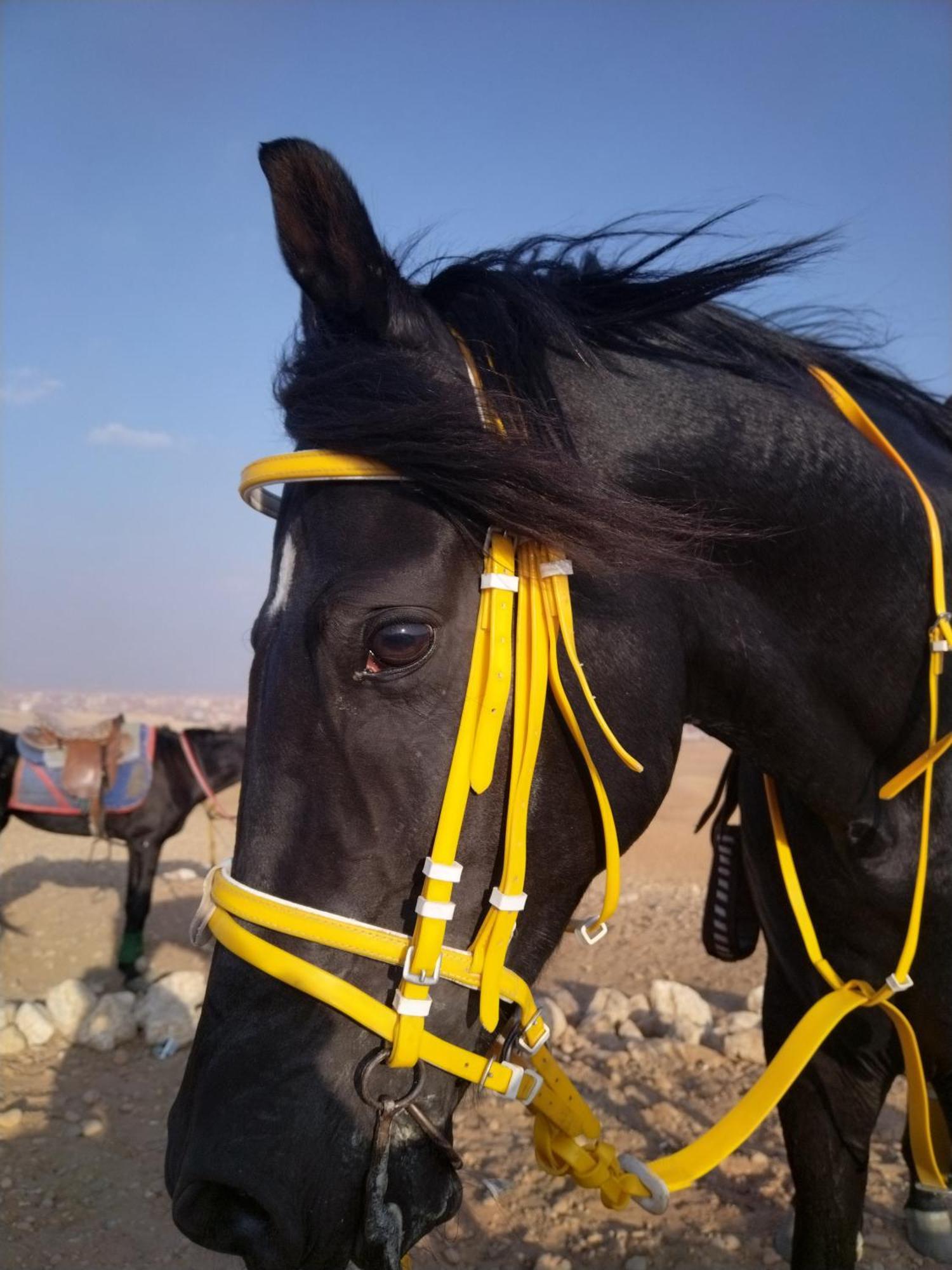 Mesho Falcon Pyramids View Inn Kafret el-Gabal 外观 照片